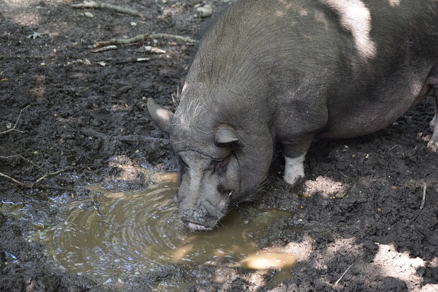 要出色的技 要出色的技