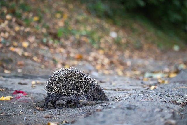 哈拉爾德松 哈拉爾德松